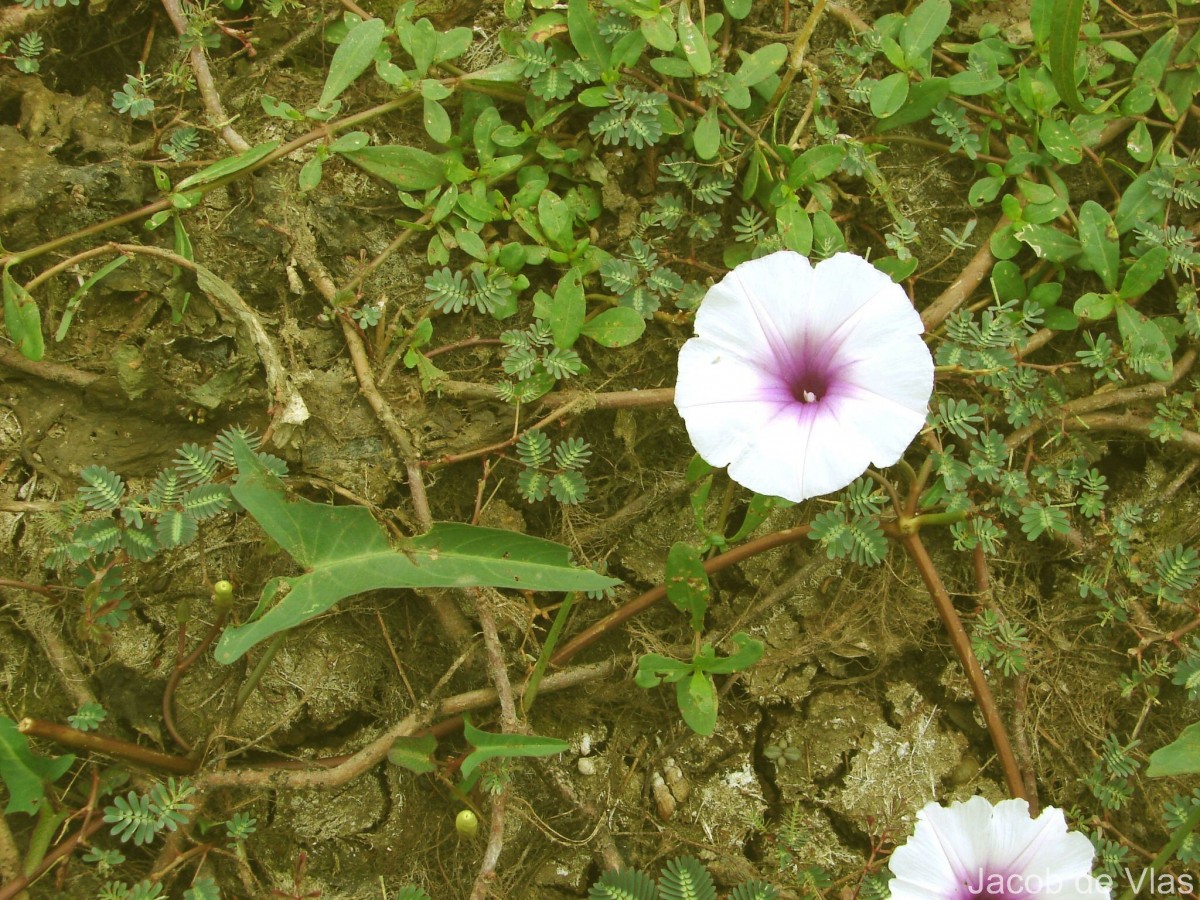 Ipomoea aquatica Forssk.